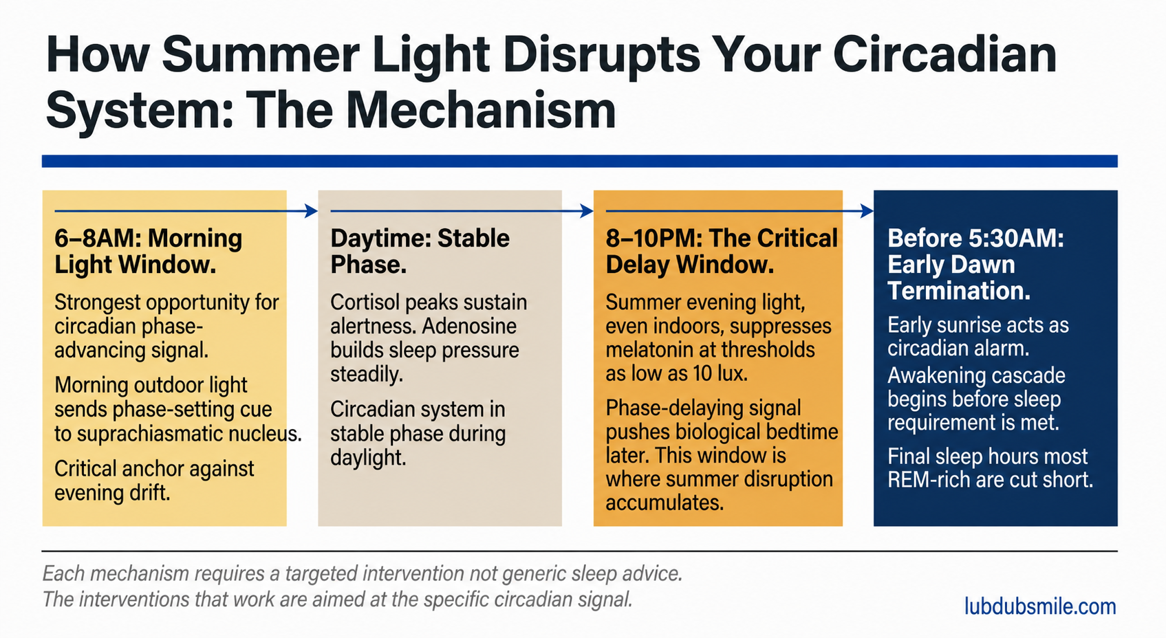 Four-zone daily timeline infographic showing circadian disruption mechanism behind sleep problems in summer from morning anchor through early dawn termination
